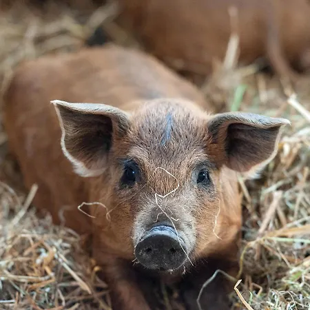 Feldgang Ein Gaestehaus!
