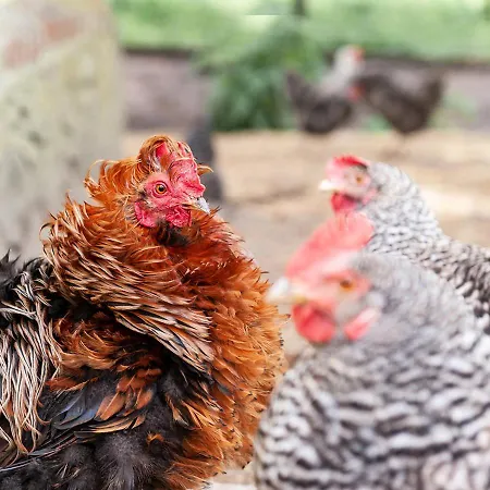 Apartamento Feldgang Ein Gaestehaus! Upahl